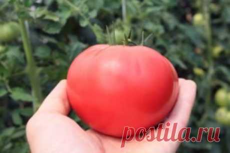 САМЫЕ ВКУСНЫЕ, САМЫЕ ЛЮБИМЫЕ…
МОИ ЗАПОВЕДИ ВЫРАЩИВАНИЯ ТОМАТОВ
В течение многих лет, что я занимаюсь огородничеством, мой интерес к томатам только растет.
Постепенно у меня накопился большой опыт, благодаря которому сейчас урожаи у меня всегда такие, что нарадоваться не могу)))!
Хочу поделиться своим опытом с вами.
1. Первым делом вырастить хорошую, крепкую рассаду. Лучше сеять в отдельные горшочки. 
Если посеяли в ящик, то распикируйте прямо в грунт теплицы с расстоянием 15 см между растениям