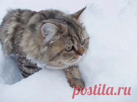 Google+