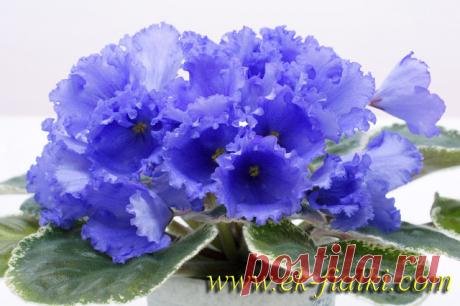 (49) Одноклассники