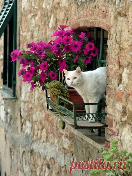 Pinterest