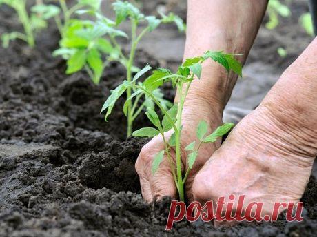 Низкорослые томаты для открытого грунта. Низкорослые томаты, не требующие пасынкования. Урожайные низкорослые томаты - FB.ru