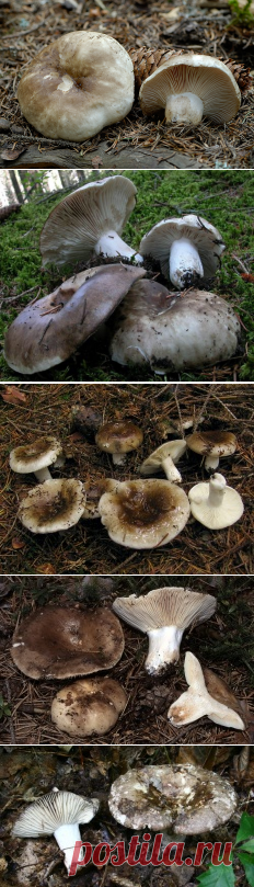 Подгруздок черный (Russula adusta) | Энциклопедия грибов