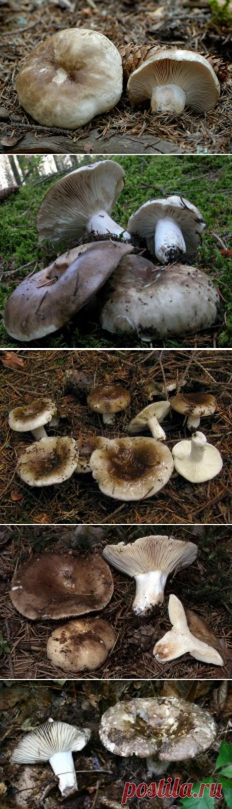 Подгруздок черный (Russula adusta) | Энциклопедия грибов