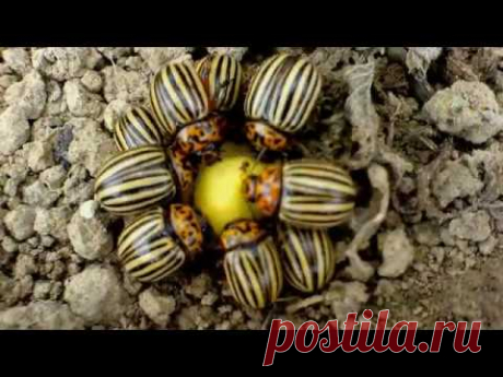 Простейшая ловушка для колорадского жука. Спасаем будущий урожай