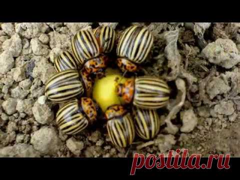 Простейшая ловушка для колорадского жука. Спасаем будущий урожай