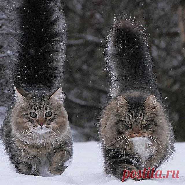 Прекрасная пара 🐱🐱 by @sampycat