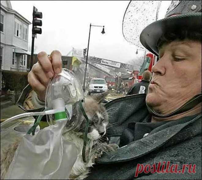 Подборка спасённых котов! ..трогательные фотографии...