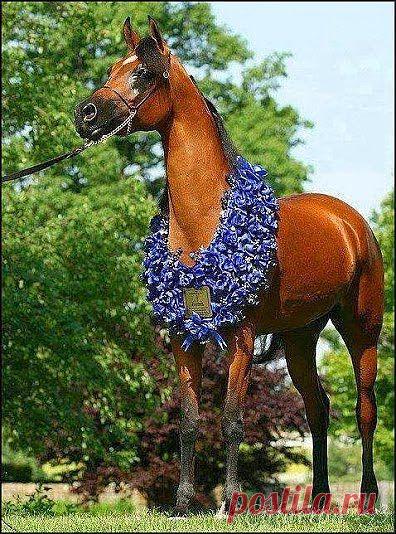 Нарядился как жених! Полюбуйтесь моими наградами!