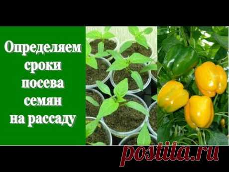 Сроки посева семян.