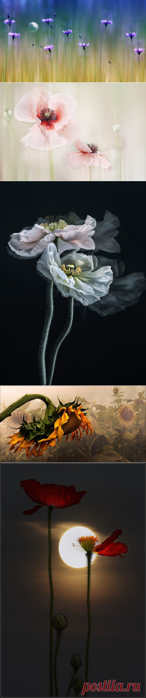 Фотограф Кристин Эллджер (Christine Ellger). Цветы