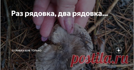 Раз рядовка, два рядовка… И снова здравствуйте читатели моего канала. С большой радостью продолжаем походы в лес за грибами. А как можно не радоваться когда не только гуляешь по лесу, но и приносишь домой трофеи с тихой охоты. Вот уже несколько дней подряд лес дарит нам опенки, зеленушки, маслята. Сегодняшний день не исключение.
После работы поехали мы по нашим местам посмотреть что там. Приехали в сосны. Там всегда