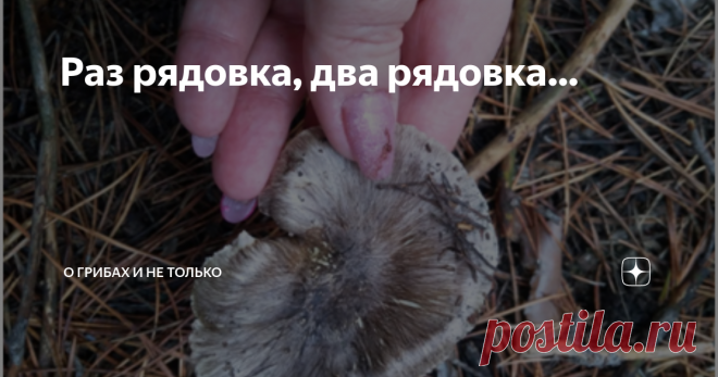 Раз рядовка, два рядовка… И снова здравствуйте читатели моего канала. С большой радостью продолжаем походы в лес за грибами. А как можно не радоваться когда не только гуляешь по лесу, но и приносишь домой трофеи с тихой охоты. Вот уже несколько дней подряд лес дарит нам опенки, зеленушки, маслята. Сегодняшний день не исключение.
После работы поехали мы по нашим местам посмотреть что там. Приехали в сосны. Там всегда