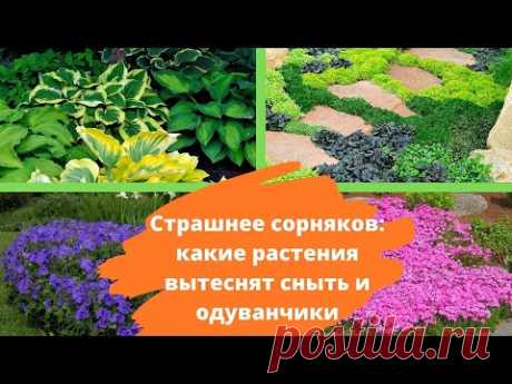 Страшнее сорняков: какие растения вытеснят сныть и одуванчики