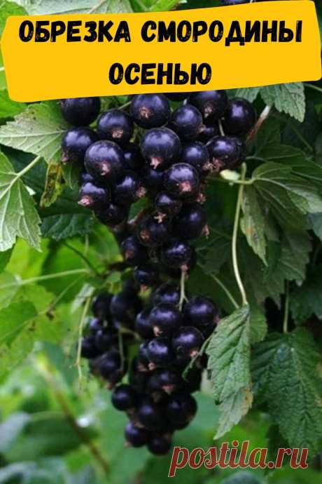 обрезка смородины осенью