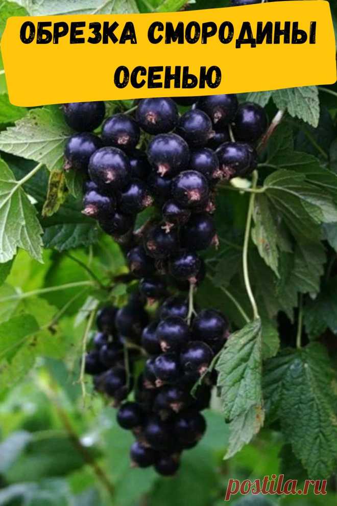 обрезка смородины осенью