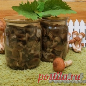 Рецепт соленых опят на зиму в банках