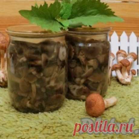 Рецепт соленых опят на зиму в банках