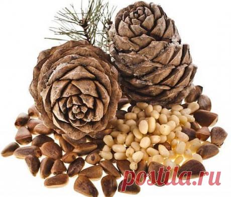 Польза и вред кедровых орехов
Польза и вред кедровых орехов, как выбрать правильные орехи, как их хранить, рецепты народной медицины с ядрами кедра, масло кедрового ореха