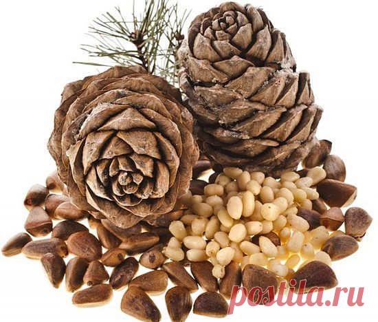 Польза и вред кедровых орехов
Польза и вред кедровых орехов, как выбрать правильные орехи, как их хранить, рецепты народной медицины с ядрами кедра, масло кедрового ореха