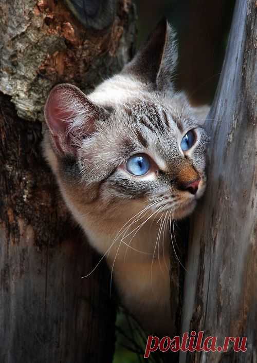 CHATS