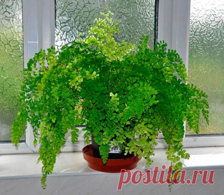 Комнатное растение Адиантум (Adianthum). Капли воды стекают с гидрофобных листьев этих папоротников, не смачивая их. В переводе с греческого diant-&quot;смачивать&quot;, а an-частица отрицания. Наиболее часто встречается в продаже адиантум клиновидный (A.raddianum). Специалисты рекомендуют выращивать его в &quot;тропическом окне&quot;. Высота растения может достигать 40-50 см. В горшках выращивают также адиантум нежный (A.tenerum), адиантум венерин волос (A.capillus veneris).