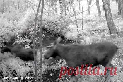Во Владимирской области лоси попали в фотоловушку. Во Владимирской области пара лосей попали в фотоловушку в ставровских лесах. На размещенном ролике видно, что двое молодых животных играет друг с другом и плескается в небольшом пруду. По словам специалистов, при встрече не следует приближаться к детенышу, а также трогать и гладить его.