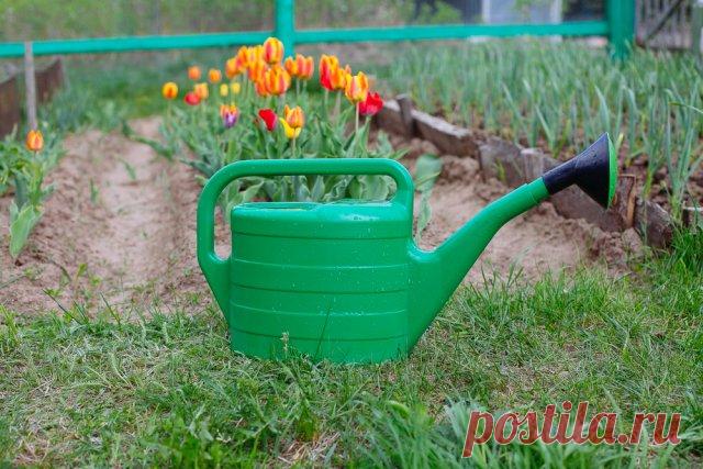 Что делать с тюльпанами после цветения