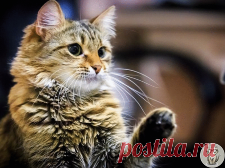 13 причин, почему кошки кусаются