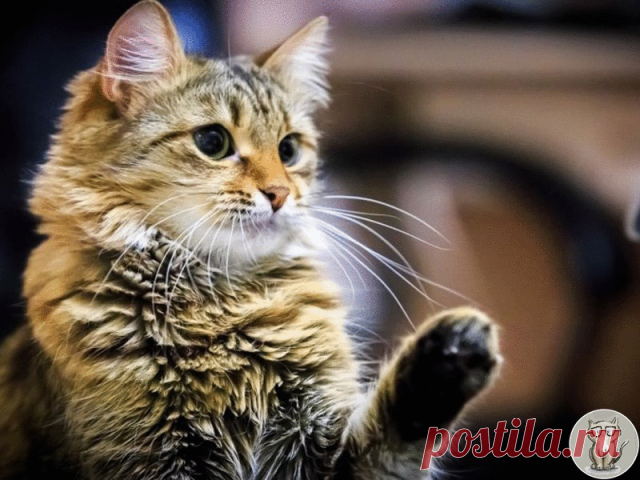 13 причин, почему кошки кусаются