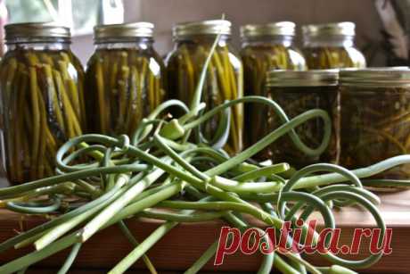 Маринованные стрелки чеснока - что можно заготовить в июне. - На Кухне