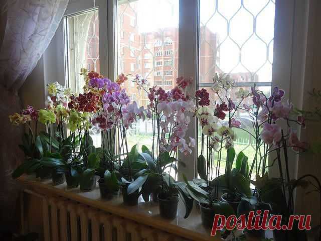 (49) Одноклассники
