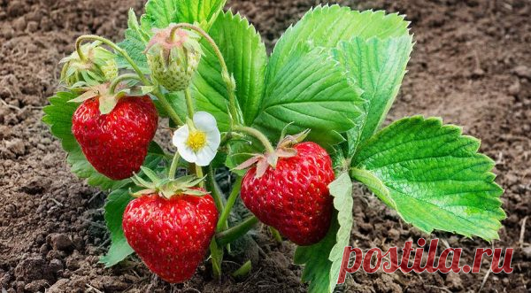 Рядом с чем нельзя высаживать клубнику