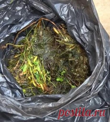 Чем я заменила навоз на своем участке и какой получила результат | Мой сад и огород | Яндекс Дзен