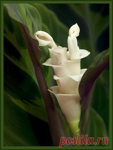 фото цветы калатея