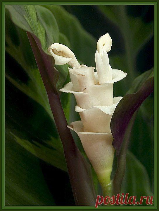 фото цветы калатея