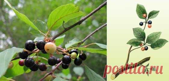Крушина ольховидная (лат. Frangula alnus) | Рецепты народной медицины
