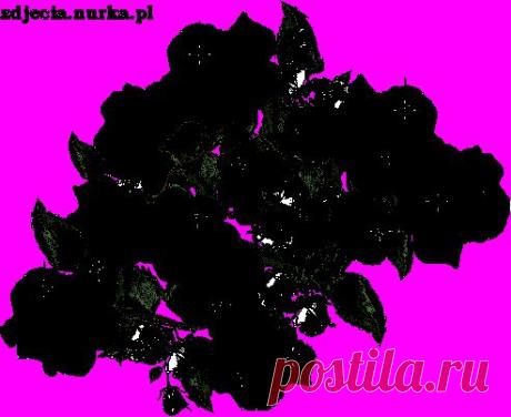 Голобые розы-букет