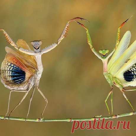 (7) Facebook
