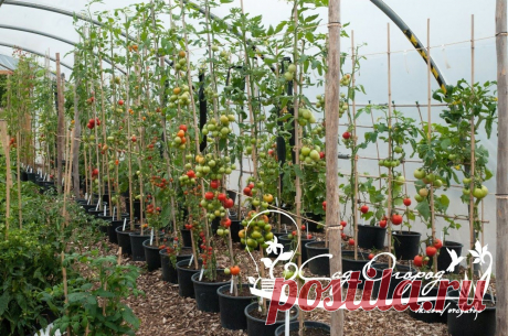 В последние годы все большее распространение получает выращивание высокорослых томатов, баклажанов, перцев в контейнерах - ведрах, коробах, больших пластиковых бутылях и цветочных горшках. Несмотря на хлопотность контейнерного метода, у него есть и свои преимущества.