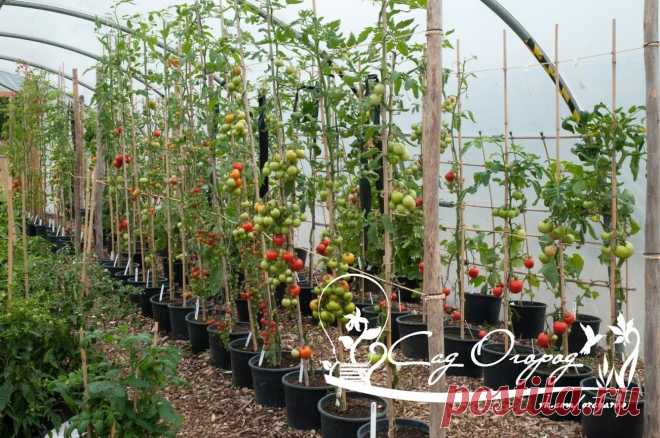 В последние годы все большее распространение получает выращивание высокорослых томатов, баклажанов, перцев в контейнерах - ведрах, коробах, больших пластиковых бутылях и цветочных горшках. Несмотря на хлопотность контейнерного метода, у него есть и свои преимущества.