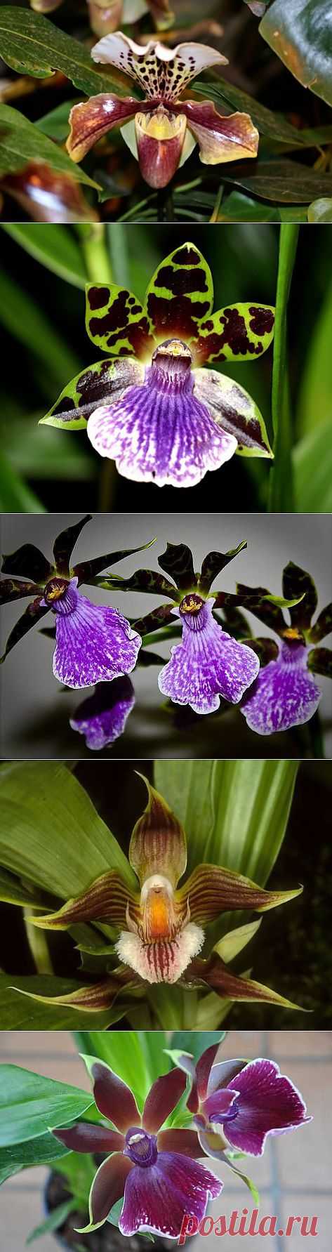 Орхидеи: Зигопеталюм гибридный (Zygopetalum x)