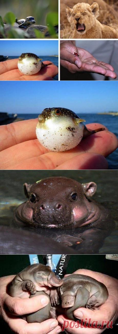 Опасные животные, которые в раннем возрасте выглядят безобидно