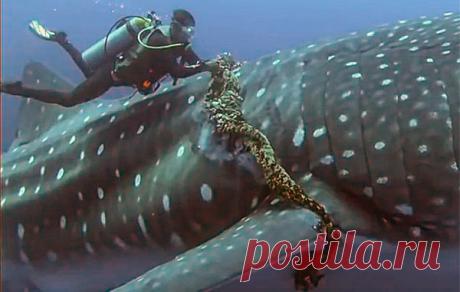 АКВАЛАНГИСТ РИСКОВАЛ ЖИЗНЬЮ, ЧТОБЫ ОСВОБОДИТЬ ОГРОМНЕЙШУЮ КИТОВУЮ АКУЛУ — Лап-Ушки.com — любимые животные