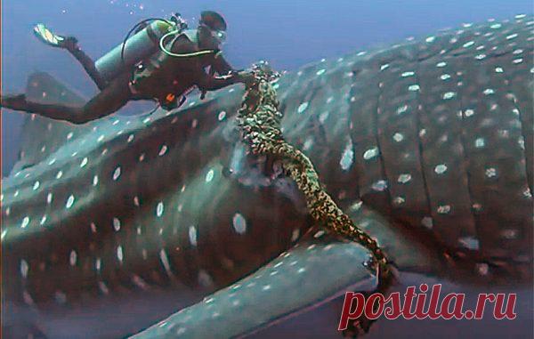 АКВАЛАНГИСТ РИСКОВАЛ ЖИЗНЬЮ, ЧТОБЫ ОСВОБОДИТЬ ОГРОМНЕЙШУЮ КИТОВУЮ АКУЛУ — Лап-Ушки.com — любимые животные