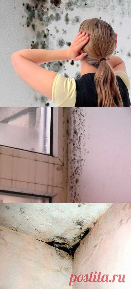 Как бороться с плесенью