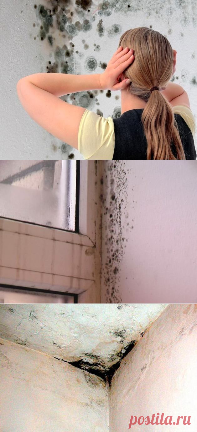 Как бороться с плесенью