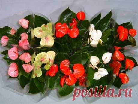 СПАТИФИЛЛУМ НЕ ЦВЕТЁТ. ЖЕЛТЕЮТ, СОХНУТ, ВЯНУТ, ЧЕРНЕЮТ ЛИСТЬЯ И БУТОНЫ ЧТО ДЕЛАТЬ?