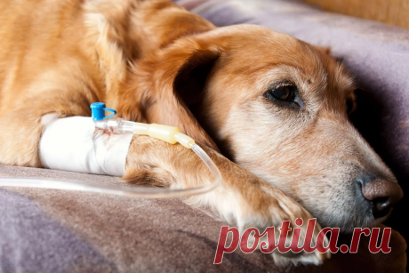 Болезни собак. Чем болеют собаки? | Все о груминге и не только | Дзен