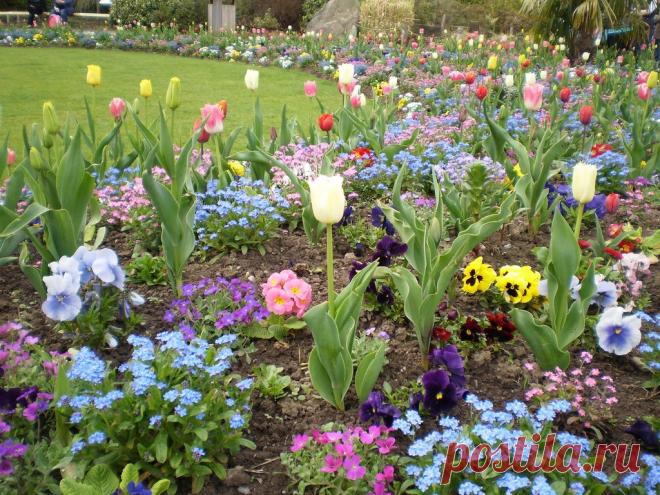 King Dav, Giant of Peace.