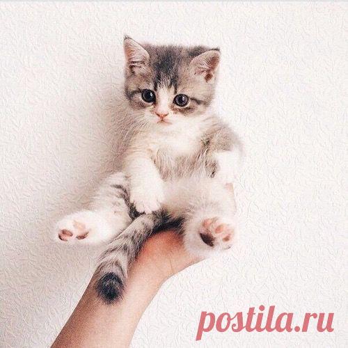 These adorable little furballs are endlessly fun and impossibly cute, but it’s also important to know exactly what you’re getting into when you adopt a kitten.